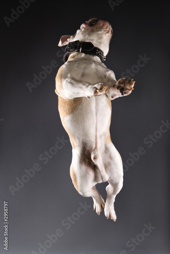 Fototapeta Naklejka Na Ścianę i Meble -  english bulldog leaping.