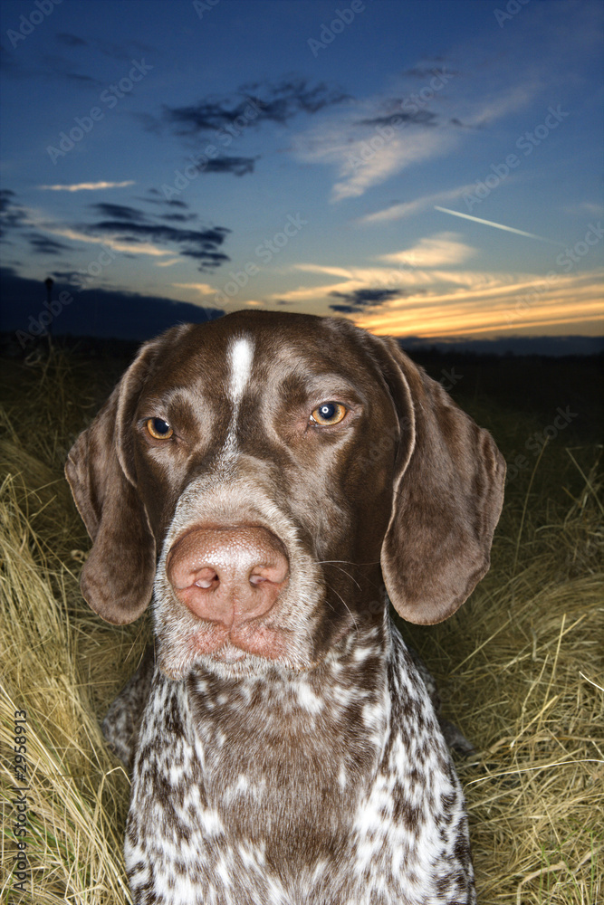 german shorthaired pointer laying in field.