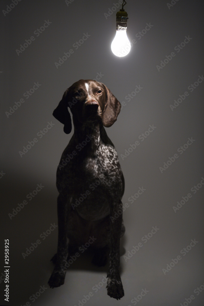 german shorthaired pointer with lightbulb over head.