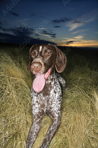 german shorthaired pointer panting in field.