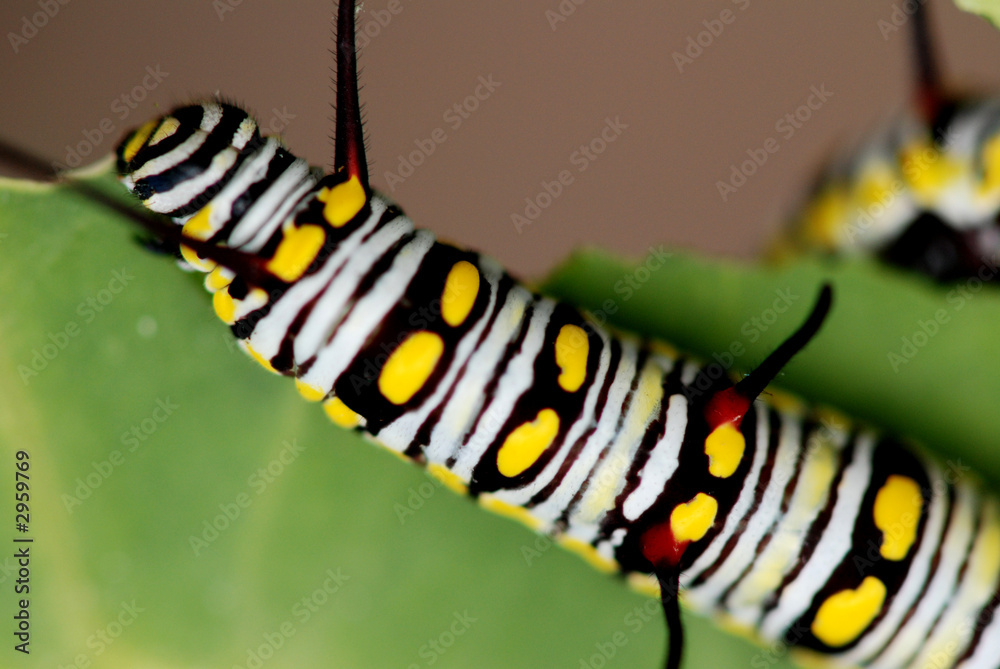 butterfly larva