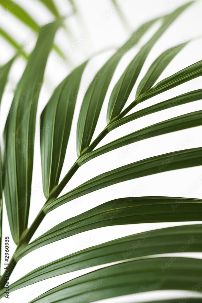 Palm frond. Palm frond.