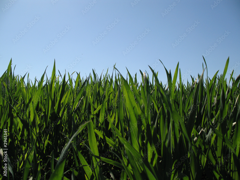 feld