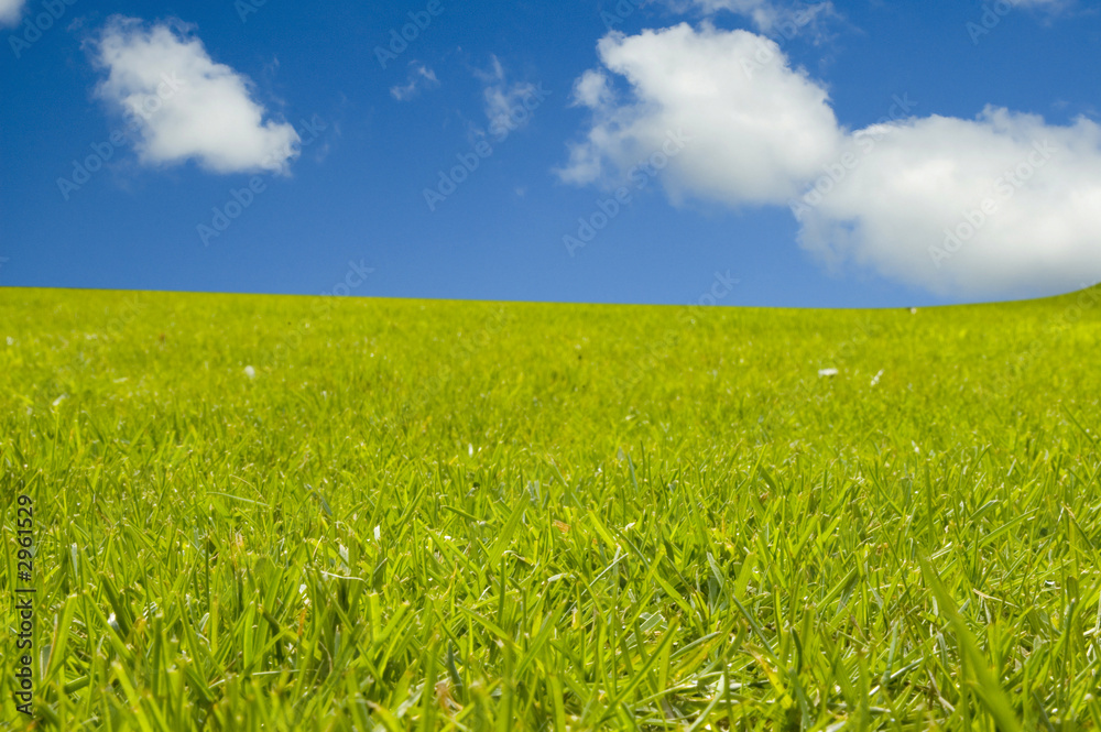 green grass with blue sky green grass with blue sky