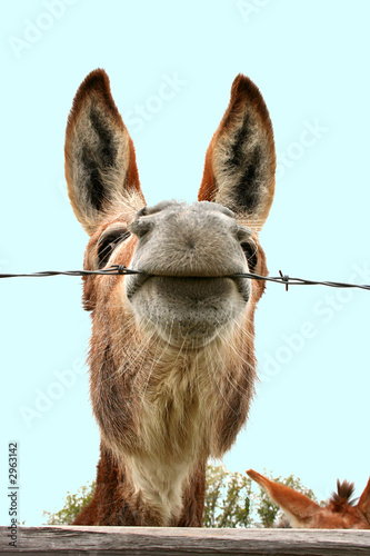 silly donkey