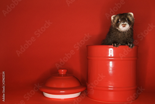 ferret in jar.