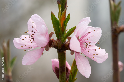 Canvastavla flowers and young leaf