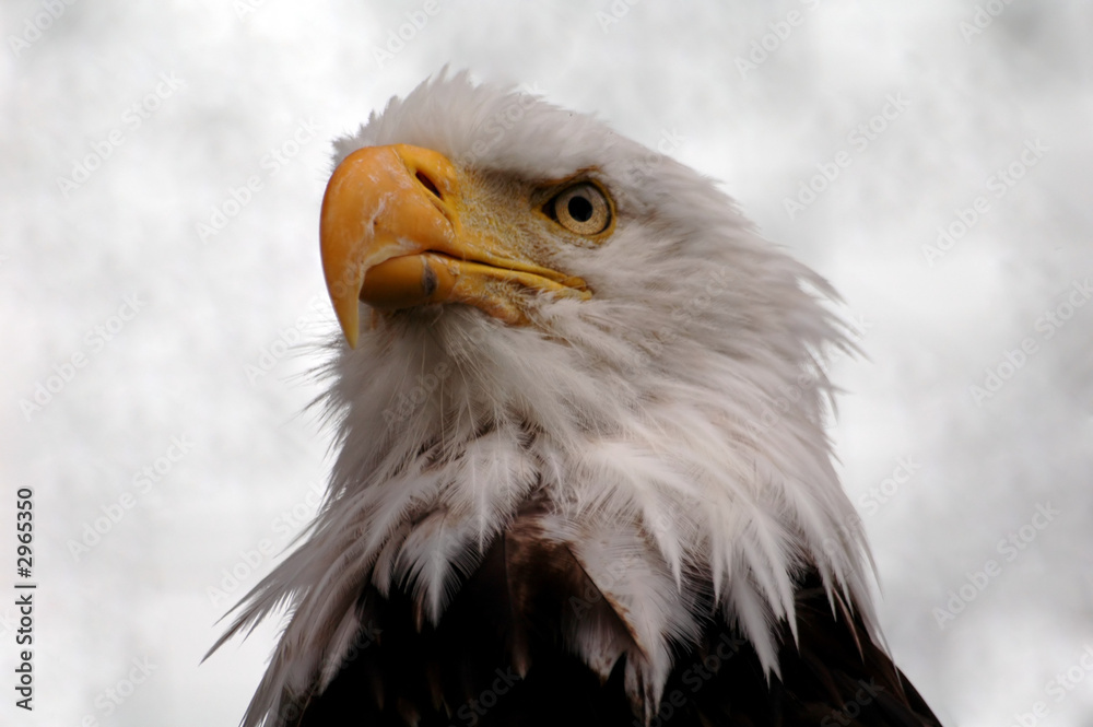 Obraz premium bald eagle in alaska