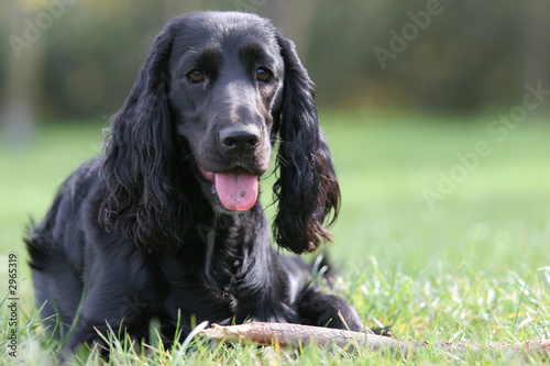 black english cocker spaniel
