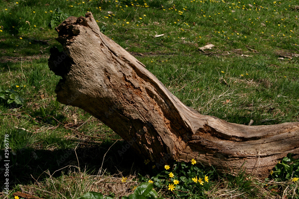 fallen tree trunk