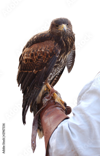 falco e falconiere