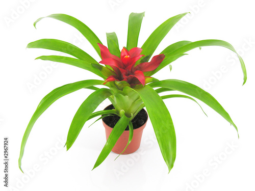 plante à fleur rouge guzmania photo