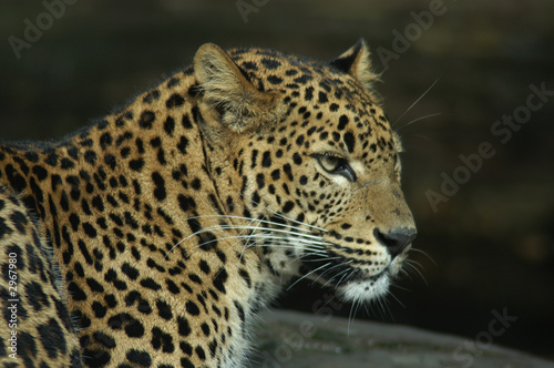 sri lanka leopard © Patrick