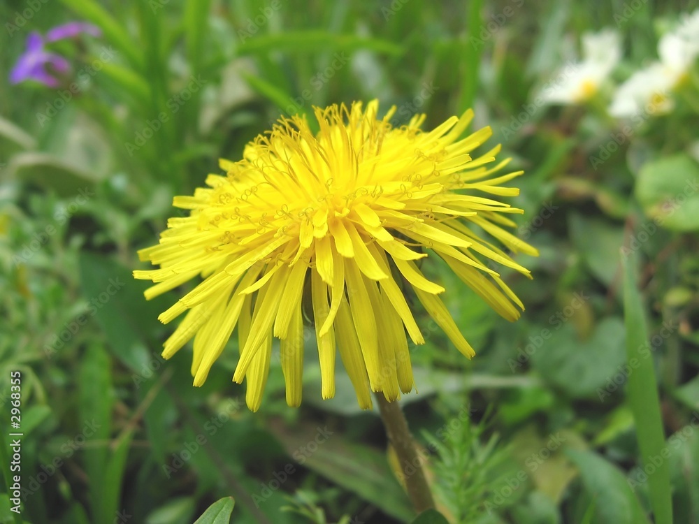 dandelion dandelion