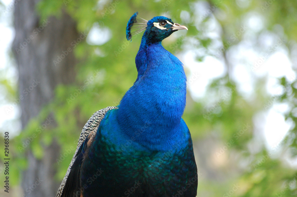 Obraz premium classe paon