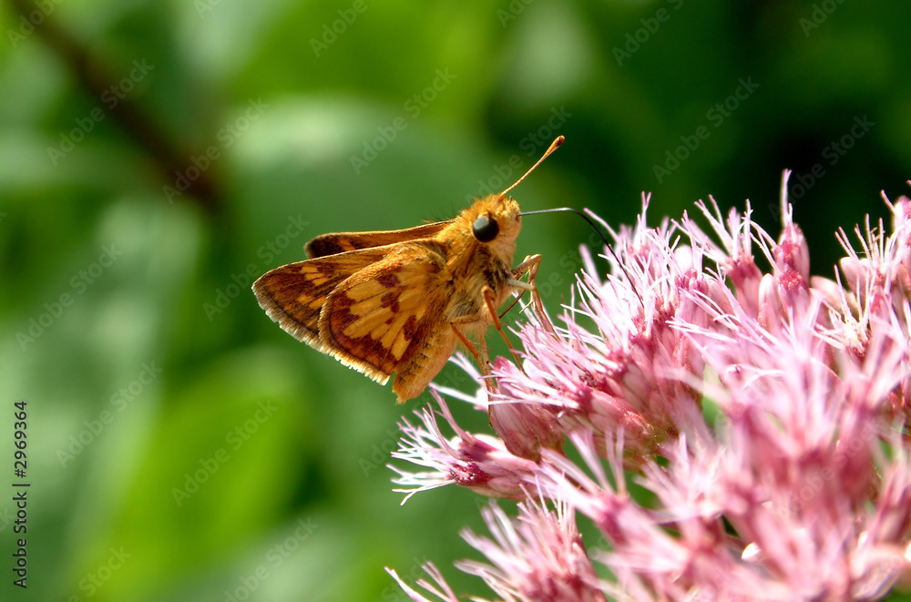 Obraz premium butterfly on a flower