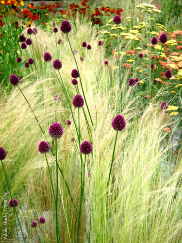 wild grass and plants