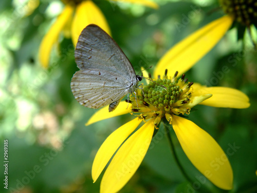 butterfly on a yellow flower © Caleb Foster
