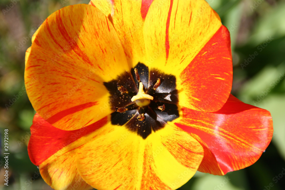 blick in eine gelb rote tulpenblüte blick in eine gelb rote tulpenblüte