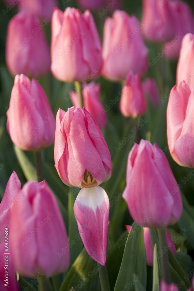 Fototapeta premium mdg-tulips-05