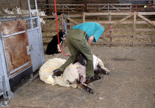 Φωτογραφία sheep shearing