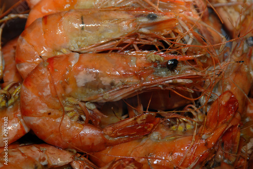 gambas1