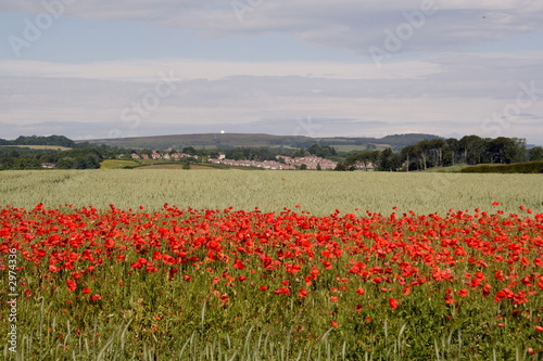 poppy  field 
