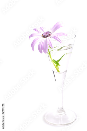 senetti, genus daisy