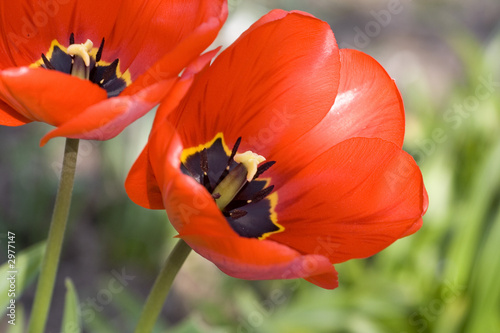 red tulip