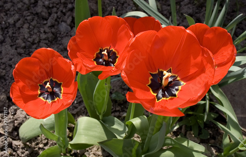 red tulips