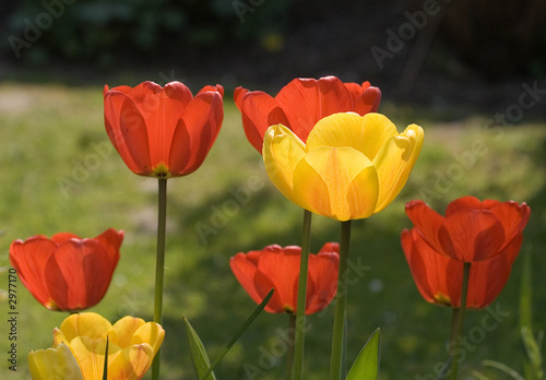 red and yellow tulips