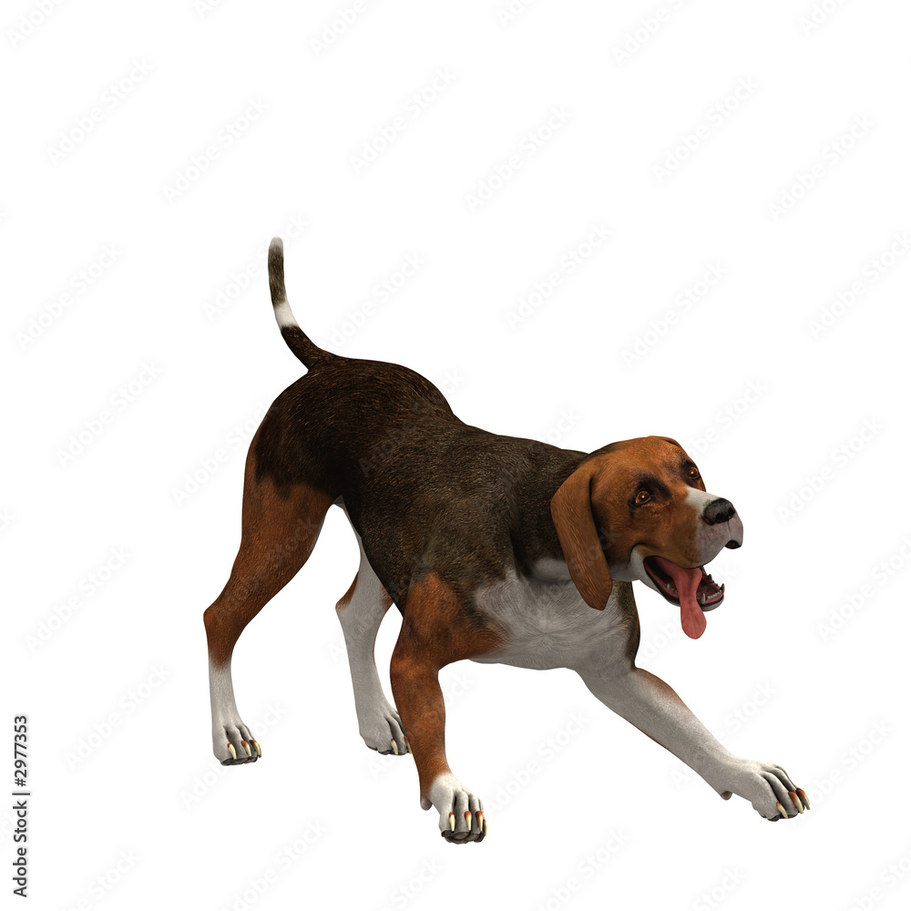beagle-brown on black - 01