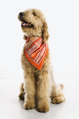 Goldendoodle dog wearing bandana.