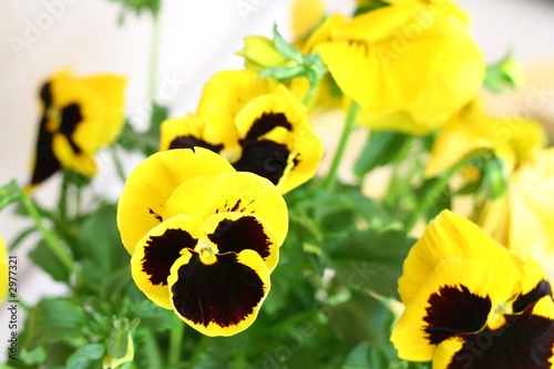 pansy 02