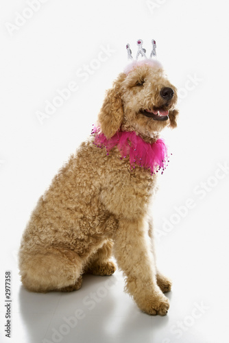 Goldendoodle dog wearing costume.
