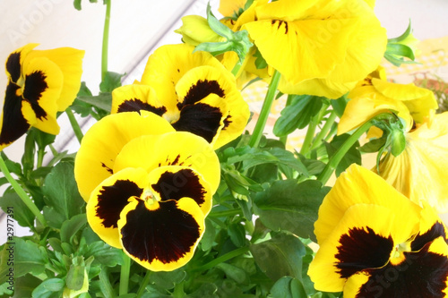 pansy 04