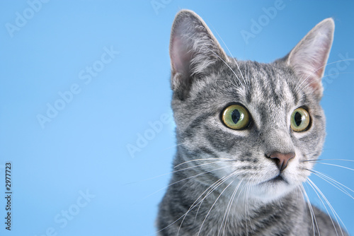 Gray striped cat. © iofoto