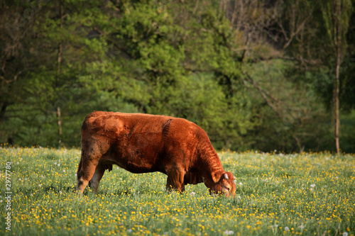 vache2 photo