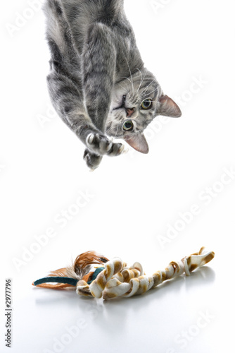 Gray striped cat playing upside down. photo
