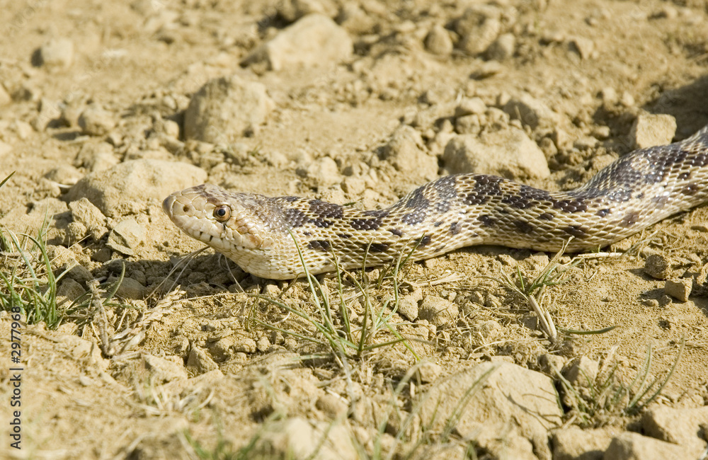 Fototapeta premium pacific gopher snake