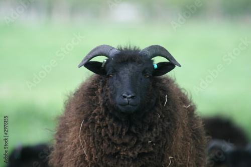 hebridean sheep photo