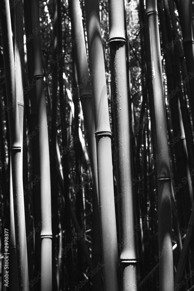 Close-up of bamboo stalks in Maui, Hawaii. Close-up of bamboo stalks in Maui, Hawaii.