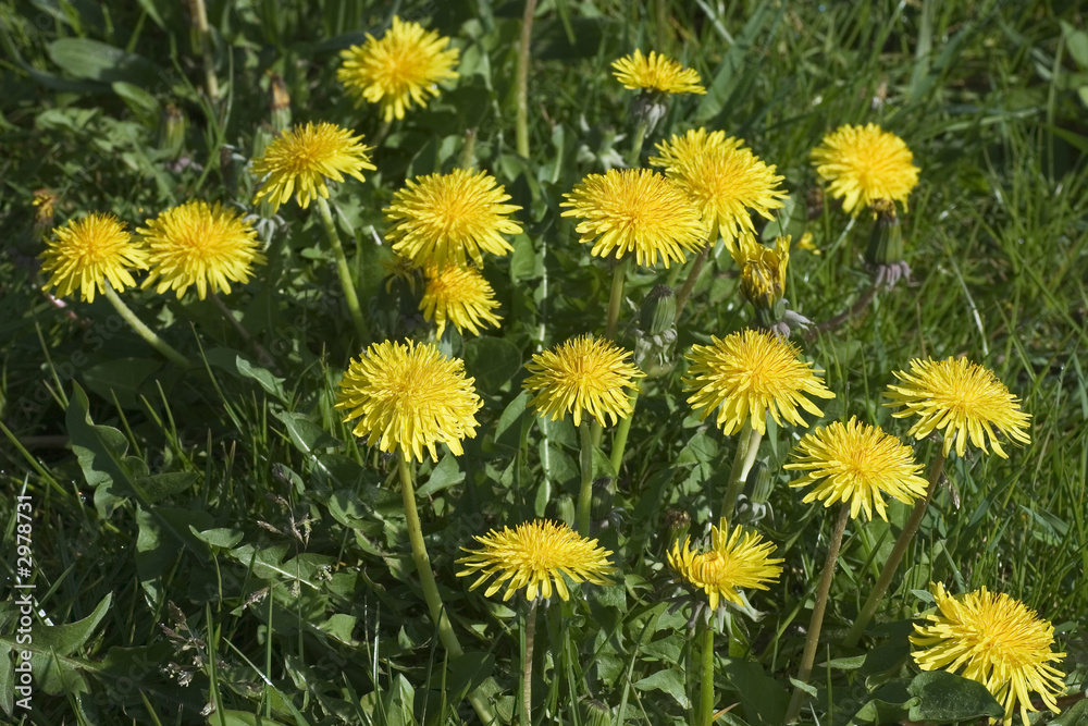 group of blooming dandelions group of blooming dandelions