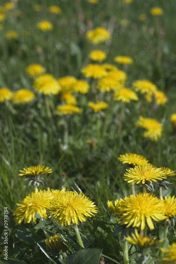 blooming dandelions in grass