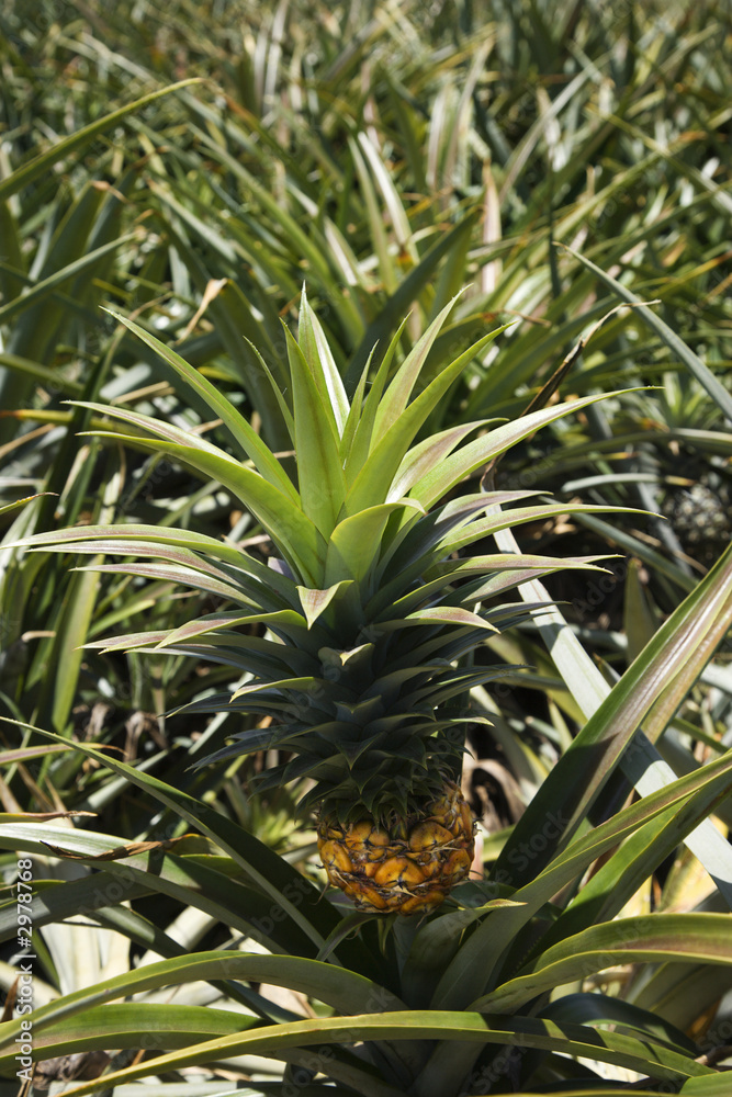 Pineapple sprouting from plant in Maui, Hawaii. Pineapple sprouting from plant in Maui, Hawaii.