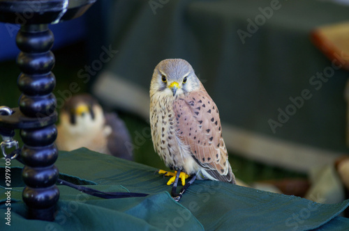 european kestrel