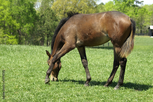 foal