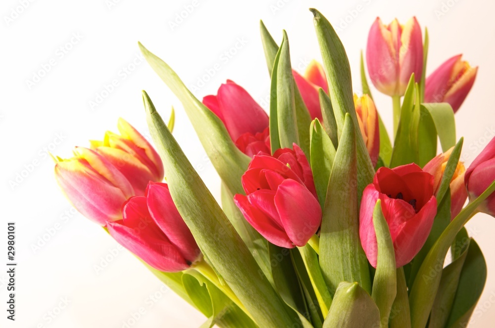 tulips tulips