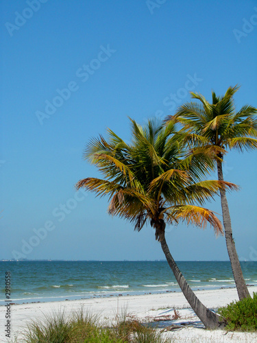 palms swaying on the beach