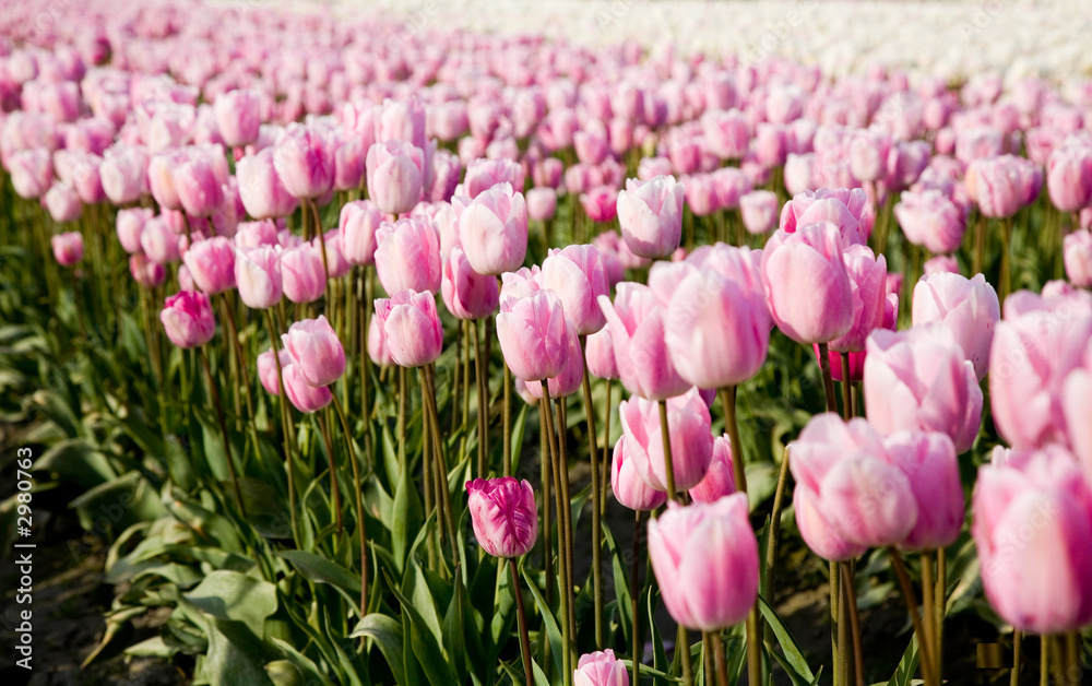 pink tulips